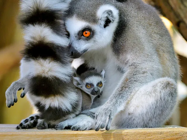 A Lemur catta cub, which was born on March 18, 2017, is seen with its mother in this handout photograph dated March 20, 2017, released on March 22, 2017, at Schoenbrunn Zoo in Vienna, Austria. (Photo by Norbert Potensky/Reuters/Schoenbrunn Zoo)