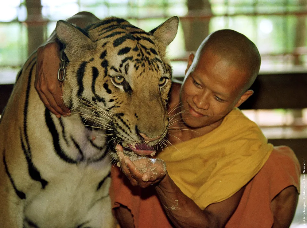 Tigers Raised By Monks In Thailand