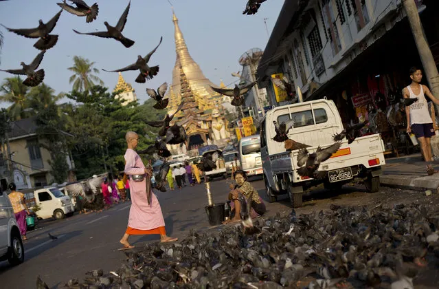 A Buddhist nun walks past pigeons outside Shwedagon pagoda, background, considered Myanmar's holiest Buddhist shrine in Yangon, Myanmar, Thursday, May 5, 2016. Thousands of Buddhist devotees congregate to Buddhist pagodas daily in this predominantly Buddhist nation of 52 million people to observe religious rituals. (Photo by Gemunu Amarasinghe/AP Photo)