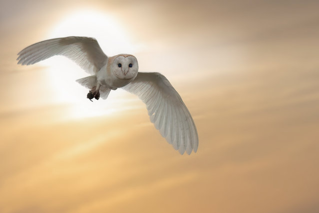 A barn owl glides through golden hour in Haworth, West Yorkshire, UK in the last decade of May 2024. (Photo by David Driver/Media Drum Images)