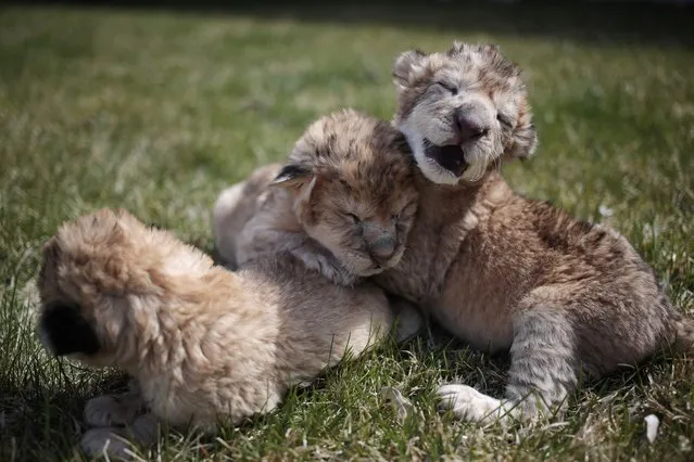 A picture taken on April 1, 2017 shows three lions cubs, born two days ago, on the grass, at the Taigan Safari Park, in Belogorsk, about 40 km from Simferopol, Crimea. (Photo by Max Vetrov/AFP Photo)