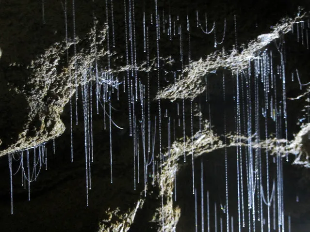 Waitomo Glowworm Caves New Zealand