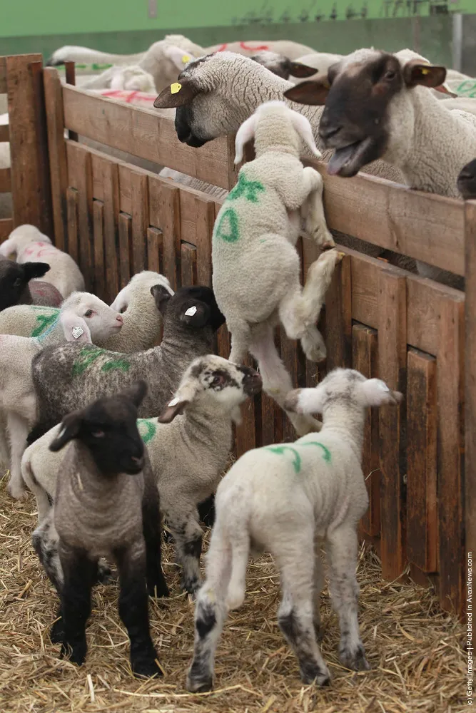 Lambing Season Underway In Brandenburg