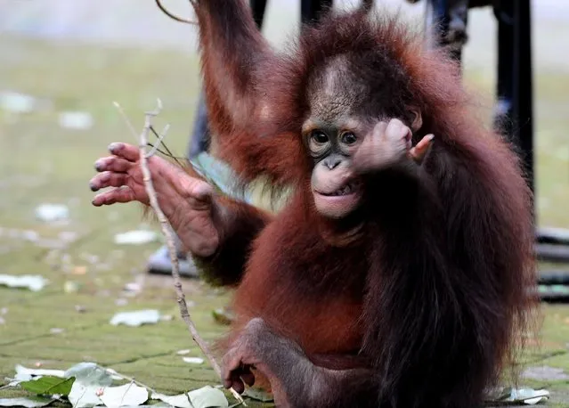 Damai, 3 years old Bornean orang utan plays courtyard at Surabaya Zoo as he prepares to be released into the wild on May 19, 2014 in Surabaya, Indonesia. The two baby orangutans, brothers, were found in Kutai National Park in a critical condition having been abandoned by their mother on May 14, 2014. (Photo by Robertus Pudyanto/Getty Images)