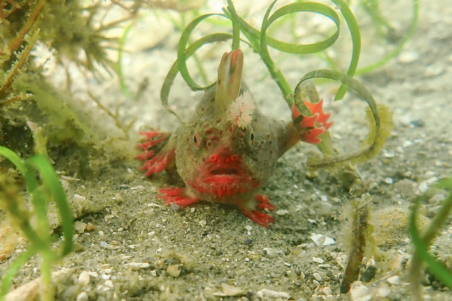 This handout photo taken on January 15, 2024 and released on January 31 by the University of Tasmania's Institute for Marine and Antarctic Studies shows a critically endangered red handfish in waters off Australia's Tasmania state. Scientists have plucked twenty-five exceedingly rare red handfish from the ocean off Tasmania, hoping to protect the struggling species from rising sea temperatures, human-caused habitat changes and ravenous urchins. (Photo by Jemina Stuart-Smith/University of Tasmania/AFP Photo)