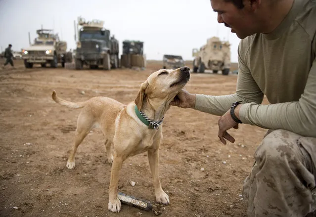 Afghanistan: Dogs of War Part 1