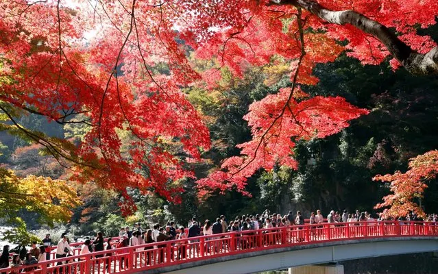 Visitors enjoy autumn colours at Korankei Valley on November 17, 2019 in Toyota, Aichi, Japan. (Photo by The Asahi Shimbun via Getty Images)