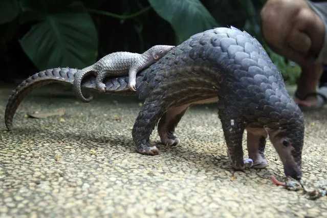 A pangolin carries its baby at a Bali zoo, Indonesia, Thursday, June 19, 2014. The pangolin baby was born on May 31. (Photo by Firdia Lisnawati/AP Photo)