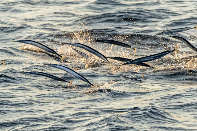 Garfish jump on the water during a tuna safari in the Sound strait in Helsingor, Denmark, on September 4, 2024. Tuna tourists sail out from Helsingoer to see the bluefin Atlantic tuna catch garfish, herring or mackerel. Back in the 1950s, there were plenty of tuna in the Sound Strait, but they disappeared due to overfishing. Large restrictions were imposed on tuna fishing and therefore the tuna returned in 2017. (Photo by Ida Marie Odgaard/Ritzau Scanpix via AFP Photo)