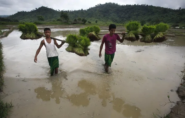 In this July 18, 2011 file photo, Indian farmers carry paddy saplings for planting in a rice filed on the outskirts of Gauhati, India. The seasonal monsoon, which hits the region between June and September, delivers more than 70 percent of India's annual rainfall. Its arrival is eagerly awaited by hundreds of millions of subsistence farmers across the country, and delays can ruin crops or exacerbate drought.In an effort to better understand and predict South Asia's seasonal monsoon, British scientists are getting ready to release robots into the Bay of Bengal in a study of how ocean conditions might affect rainfall patterns. (Photo by Anupam Nath/AP Photo)