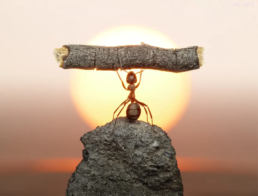 Natural Ant Photography by Andrey Pavlov Part 1