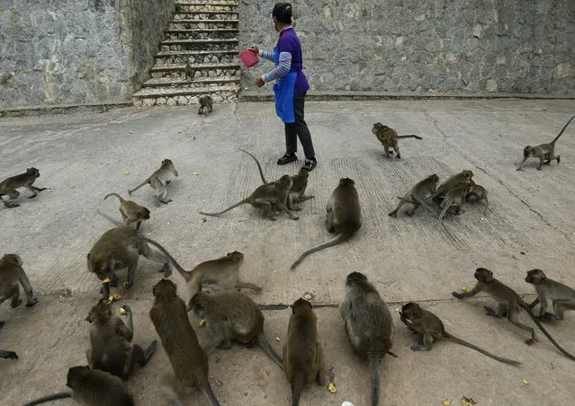 A Thai woman feeding for monkeys at Wat Khao Takiab temple, before Thai National Park officials caught it for sterilization in a bid to control the birth rate of the monkey population in Hua Hin city, Prachuap Khiri Khan Province, Thailand, 15 July 2017. (Photo by Narong Sangnak/EPA/EFE)