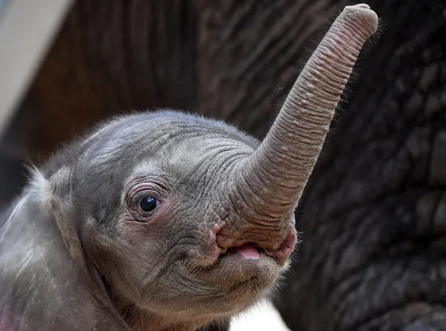 The new born elephant calf explores its enclosure at the zoo in Halle/Saale, Germany, 30 June 2016. The calf was born on Sunday, 26 June and weighed more than 90 kilos. The zoo is expecting more baby news in August: Elephant Panya will present the zoo with another calf. (Photo by Hendrik Schmidt/DPA via ZUMA Press)