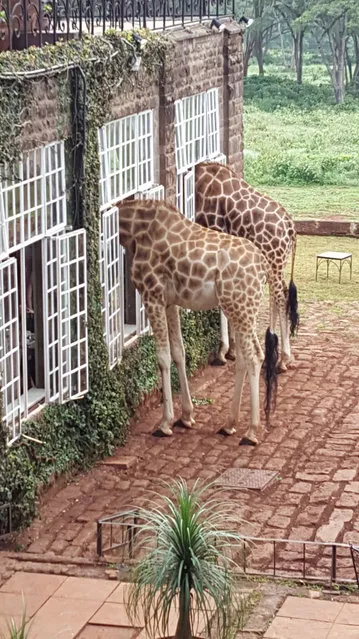 “This photograph was taken while staying at Giraffe Manor in Nairobi, Kenya, at Christmas 2015. Every morning the Rothschild giraffes come up to the manor for breakfast”. (Photo by H.M. Jackson/The Guardian)