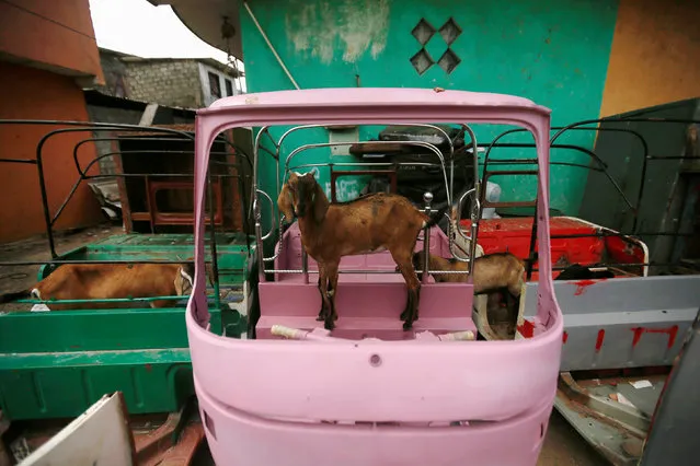 A goat stands inside a three wheeler under repair at a garage in a Muslim town during the holy fasting month of Ramadan in Colombo, Sri Lanka July 4, 2016. (Photo by Dinuka Liyanawatte/Reuters)