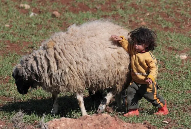 An Internally displaced Syrian child plays with a sheep in Azaz, Syria on February 25, 2020. (Photo by Khalil Ashawi/Reuters)