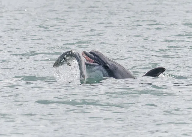 A young female bottlenose dolphin throwing salmon out of the water and gobbling them up off the Welsh coast on August 3, 2022. (Photo by Sarah Michelle Wyer/Triangle News)