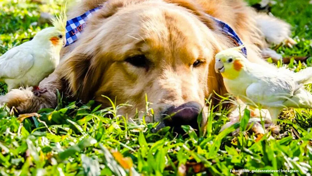 Bob the Golden Retriever and his Friends