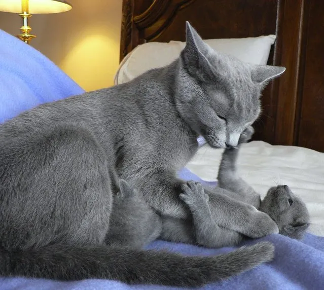Top 10 Pedigreed Cat Breeds in America. The Russian blue is quiet, intelligent and easy to love — all traits that have secured him the No. 9 slot on Vetstreet's list. Although he's likely less demanding than many other felines, the Russian blue is delightfully affectionate toward family members. (Photo by ColleenOK)