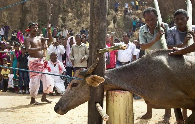 In this Thursday, September 28, 2017 photo, Indian villagers prepare to sacrifice a buffalo at a temple of Hindu goddess Durga at Rani village on the outskirts in Gauhati, Assam state, India. (Photo by Anupam Nath/AP Photo)