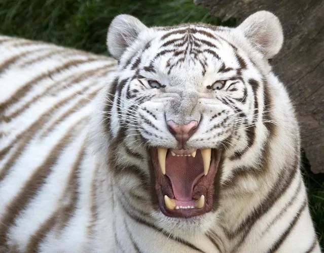 A White Bengal tiger is seen in its enclosure at Pairi Daiza wildlife park, a zoo and botanical garden in Brugelette, Belgium September 6, 2015. (Photo by Yves Herman/Reuters)