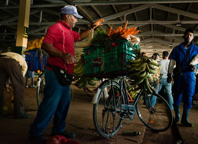 Wholesalers line up hours before the sun rises to sell and buy vegetables at El Trigal, a cooperative agricultural market in Boyeros, on the outskirts of Havana. A buyer loads his bicycle with vegetables. Farmers and wholesalers come from every area of the island to sell to Cubans who sell vegetables in stores or stands. (Photo by Sarah L. Voisin/The Washington Post)