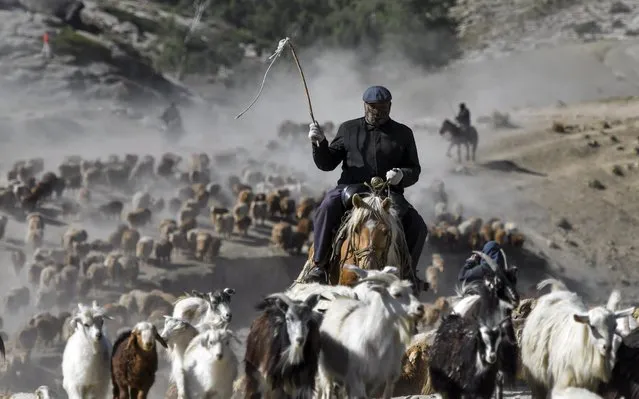 The herd move to summer pasture at Fuhai County on June 1, 2020 in Altay Prefecture, Xinjiang Uygur Autonomous Region of China. (Photo by Liu Xin/China News Service via Getty Images)