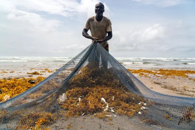 A fisher nets sargassum seaweed instead of fish on the coast in Ampain, Ghana on October 25, 2022, as fish stocks dwindle. (Photo by Muntaka Chasant/Rex Features/Shutterstock)
