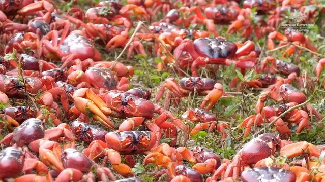 Red crabs cross a street as part of their annual migration, on Christmas Island, Australia, in this screen grab obtained from an undated handout video received by Reuters on November 14, 2022. (Photo by Parks Australia/Handout via Reuters)
