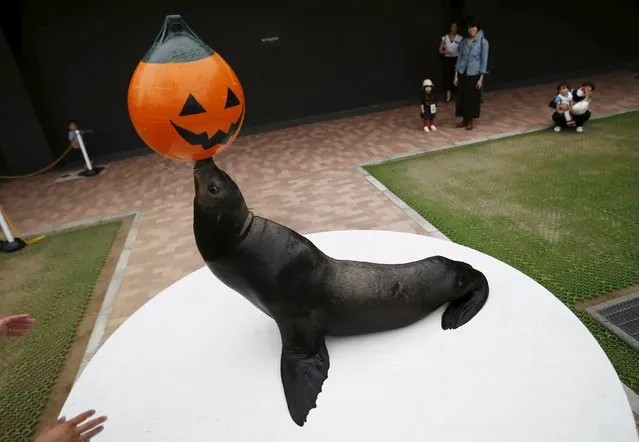 A sea lion performs with a Halloween painted ball on its nose during a seasonal event called Aqua Halloween at the Epson Aqua Park Shinagawa in Tokyo, Japan, October 10, 2015. (Photo by Yuya Shino/Reuters)