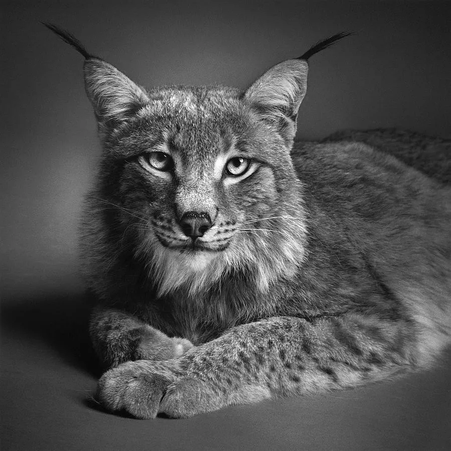 Animal Photographers by Alexander Von Reiswitz
