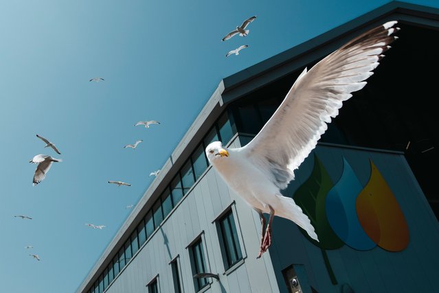 A gull strikes a pose in Lowestoft, Suffolk, UK in June 2025 – just one of the UK towns struggling with the issue of gulls, particularly kittiwakes, that nest, steal food and leave abundant droppings throughout residential areas. (Phoot by Ali Smith/The Guardian)