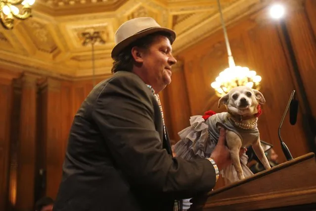Frida, a female Chihuahua (R), stands on a podium before the San Francisco Board of Supervisors issues a special commendation naming Frida “Mayor of San Francisco for a Day” in San Francisco, California November 18, 2014. (Photo by Stephen Lam/Reuters)