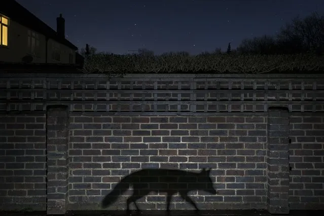 A snatched glimpse or a movement in the shadows is how most people see an urban fox lurks in a back garden in Surrey, England. This shot conveys a sense of living in the shadows. (Photo by Richard Peters/2015 Wildlife Photographer of the Year)