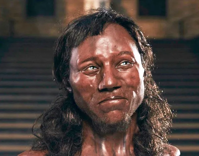 An undated handout photo made available on 07 February 2018 by the London Natural History Museum for Channel 4/Plimsoll Productions showing the Face of Cheddar Man. Reports state that Cheddar Man is a human male fossil skeleton, unearthed in 1903 in Gough's Cave at Cheddar Gorge, Somerset, With world-leading research, cutting-edge DNA and facial reconstruction we see for the first time the face of this 10,000 year old man. Cheddar Man's genetic profile places him with several other Mesolithic-era Europeans whose DNA has already been analysed 'individuals from Spain, Hungary and Luxembourg. These so-called 'Western Hunter-Gatherers', a group that includes Cheddar Man's ancestors, migrated into Europe at the end of the last ice age. Working in the London Natural History Museum's ancient DNA lab, Prof Barnes and Dr Brace drilled a tiny hole, 2mm in diameter, into the ancient skull, allowing them to obtain a few milligrams of his bone powder for analysis. As the DNA was unusually well-preserved, possibly due to the cool, stable conditions in the limestone cave, they were able to extract sufficient genetic information that could usefully inform the facial reconstruction. To allow the model makers, Dutch identical twins, Adrie and Alfons Kennis to reconstruct Cheddar Man's face using 3D printing, the Natural History Museum team also employed the use of a hi-tech scanner, originally designed for use on the International Space Station, to render his skull in full three-dimensional detail. (Photo by EPA/EFE/London Natural History Museum)