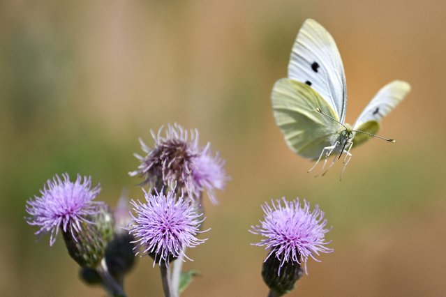 A Pieris rapae butterfly flies trough a field in Soultz-Haut-Rhin, eastern France, on June 18, 2025. (Photo by Sebastien Bozon/AFP Photo)