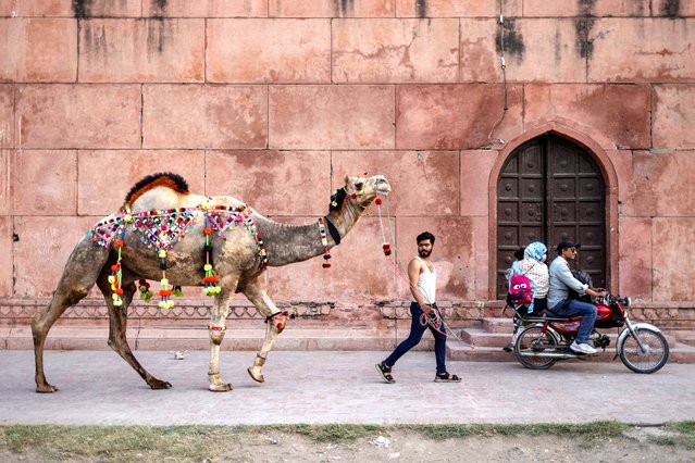 Bakhtawar, 23, parades a sacrificial camel, decorated with celebratory garlands, around the walls of Badshahi Mosque in preparation for the Eid al-Adha holiday in Lahore, Pakistan, on June 6, 2025. (Photo by Adrees Latif/Reuters)