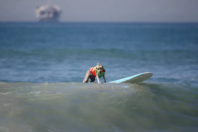 A dog waits to catch a wave during the Surf City Surf Dog competition in Huntington Beach, California, U.S., September 25, 2016. (Photo by Lucy Nicholson/Reuters)