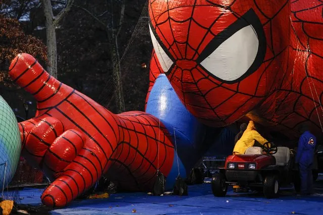 Members of the Macy's Thanksgiving Day Parade balloon inflation team work in Spiderman during preparations for the 88th annual Macy's Thanksgiving Day Parade in New York, November 26, 2014. Spiderman, Snoopy, SpongeBob Squarepants and other giant balloons in the Macy's Day Parade could be grounded by high winds predicted Thursday, parade officials and city police said. (Photo by Eduardo Munoz/Reuters)