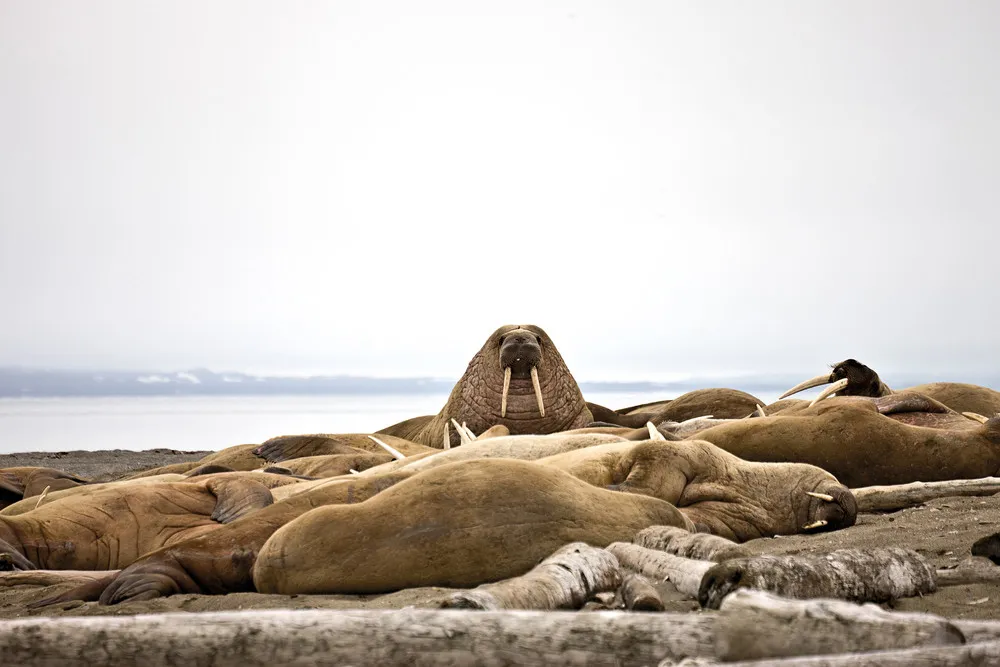 “The Last Iceberg” by Camille Seaman