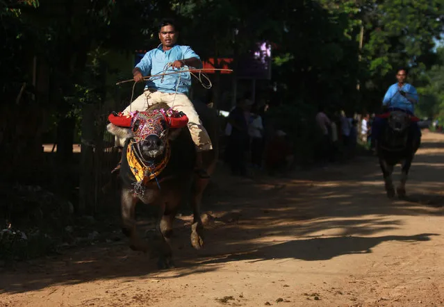 Men ride buffalos during the Pchum Ben festival, in Vihear Sour village in Kandal province, Cambodia, October 1, 2016. (Photo by Samrang Pring/Reuters)