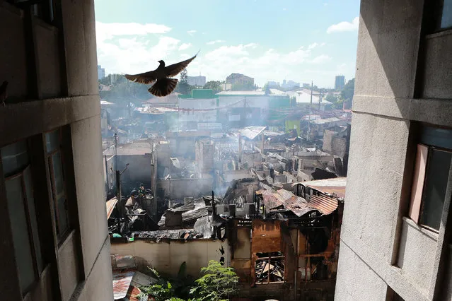 A dove flies over fire-damaged homes in a slum in Quezon City, Philippines on March 7, 2018. More than 150 shanties were razed in the blaze, leaving 500 families homeless. (Photo by Xinhua/Barcroft Images)