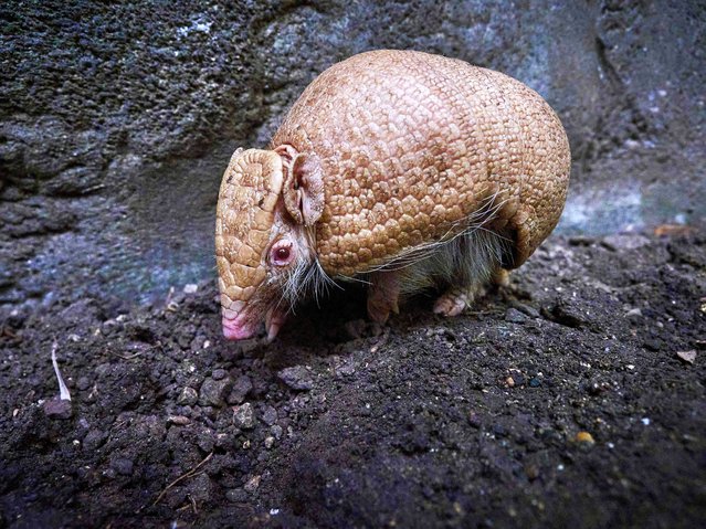 This photograph shows a baby female albino armadillo born on May 7, 2025 inside her enclosure, at Beauval Zoo, in Saint Aignan on August 25, 2025. This is the first time that a “three-banded” armadillo with albinism has been observed in the world. (Photo by Guillaume Souvant/AFP Photo)