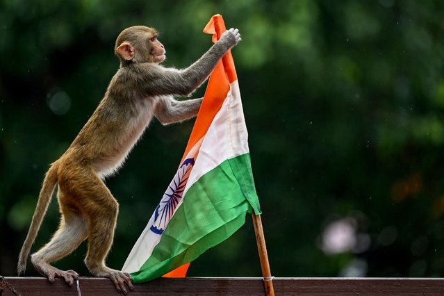 A monkey plays with the Indian national flag placed along a road on the eve of the country's Independence Day celebrations in New Delhi on August 14, 2025. (Photo by Sajjad Hussain/AFP Photo)