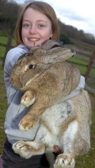 Ralph Is Worlds Biggest Bunny 