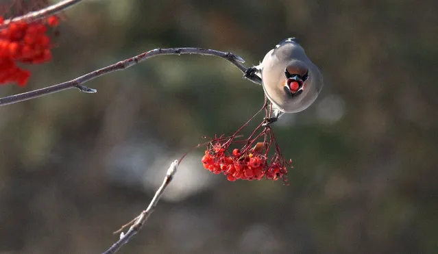 Cute bohemian waxwings appear in many local parks and shuttle among the branches, attracting many people to take pictures of them in Harbin city, northeast China's Heilongjiang province, 24 November 2020. (Photo by Rex Features/Shutterstock)