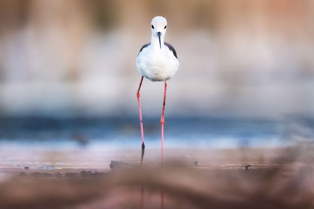 A view of the black-winged stilt, a bird species inhabiting wetlands, during migration to its wintering areas with the arrival of autumn in Bursa, Turkiye on August 22, 2025. Known for its long legs, the species easily moves in shallow waters, gaining a significant advantage while feeding. These elegant birds can be seen around water edges, ponds, and marshes, where their pink legs, red eyes, and graceful posture make them stand out. The migration marks an important seasonal movement in the wetland ecosystem, highlighting the ongoing cycle of bird migration and biodiversity. (Photo by Alper Tuydes/Anadolu via Getty Images)