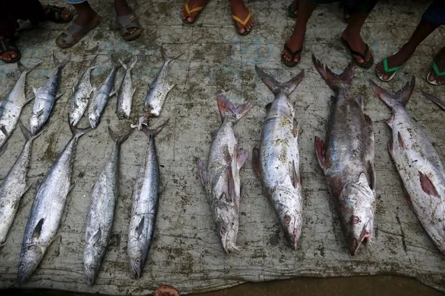 Fishes are displayed on sale near the port at a refugee camp outside Sittwe October 29, 2015. (Photo by Soe Zeya Tun/Reuters)