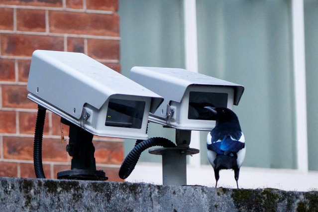 A magpie looks at security cameras in Downing Street in London, Britain, 24 October 2025. (Photo by Tolga Akmen/EPA)