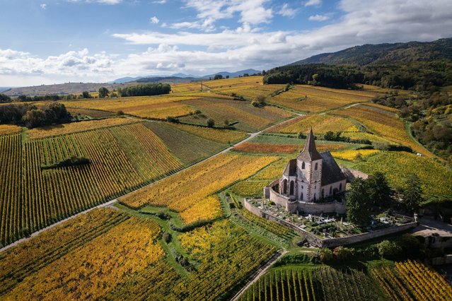 This aerial photograph shows a view of the Saint-Jacques-le-Majeur church next to fields and vineyards on an autumn day in Hunawihr, Alsace, eastern France, on October 15, 2025. (Photo by Sebastien Bozon/AFP Photo)